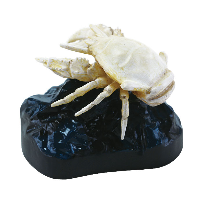 �t�B�M���A�@�S�G�����R�V�I���G�r