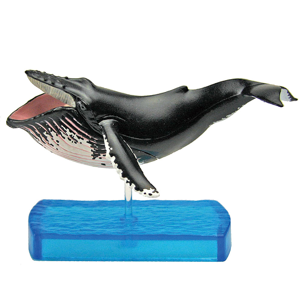 動物 生物 立体図鑑 マリンママルデラックスボックス / カロラータ