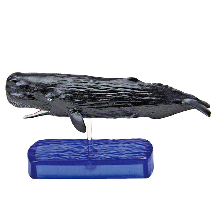 動物 生物 立体図鑑 マリンママルデラックスボックス